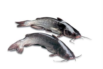 鮰魚
